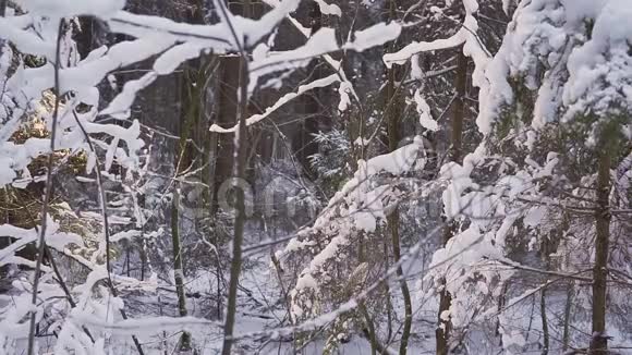 男子走雪冬季森林旅行者与背包冬天晴朗的早晨视频的预览图