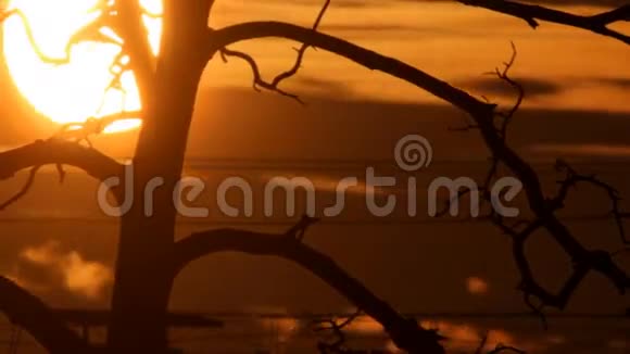 在树后面日落视频的预览图