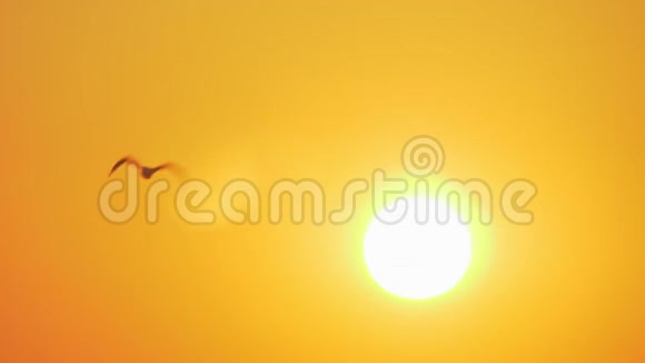 明亮的黄昏阳光和飞翔的海鸥视频的预览图