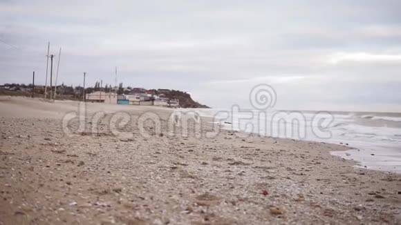 两只狗在沙滩上玩耍一起在沙滩上奔跑他们正在靠近摄像机慢镜头视频的预览图