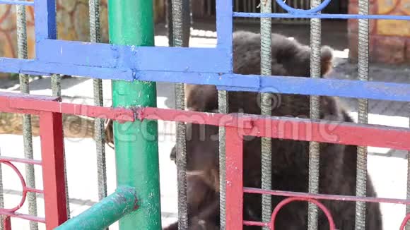 动物园里住着一只漂亮的棕熊视频的预览图