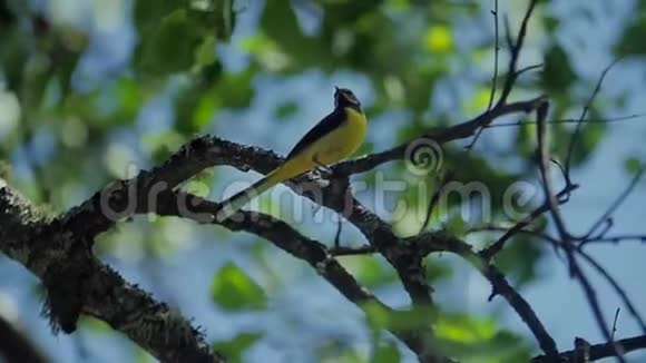 鸟黄色的捕蝇器在树上美丽视频的预览图