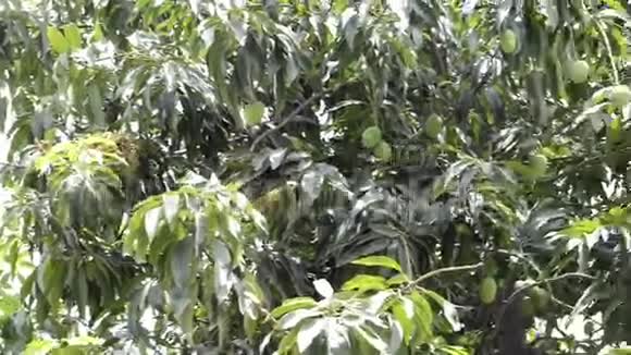 树上的青芒果视频的预览图