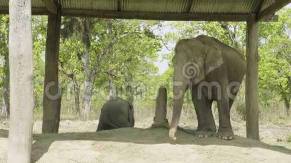 婴儿大象与母亲在国家公园奇旺尼泊尔视频的预览图