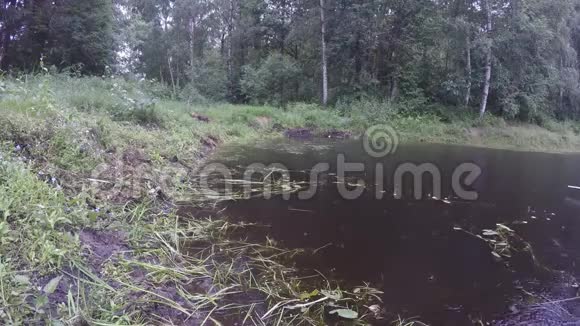 雨水落在森林附近的池塘水上4K视频的预览图