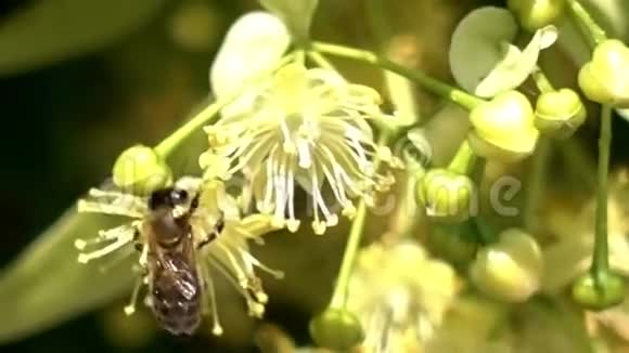 蜜蜂蜜蜂蜂花授粉开花关闭视频的预览图