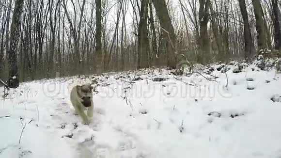 慢动作小狗跑到镜头前冬季森林视频的预览图