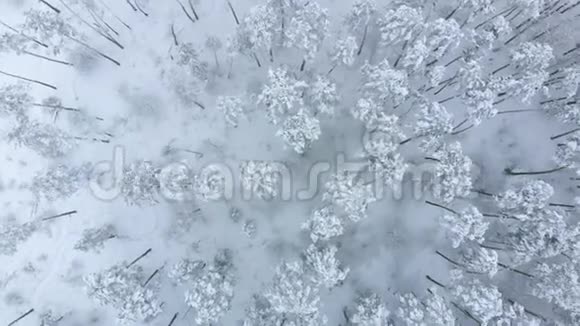 冬季低飞雪云杉林视频的预览图