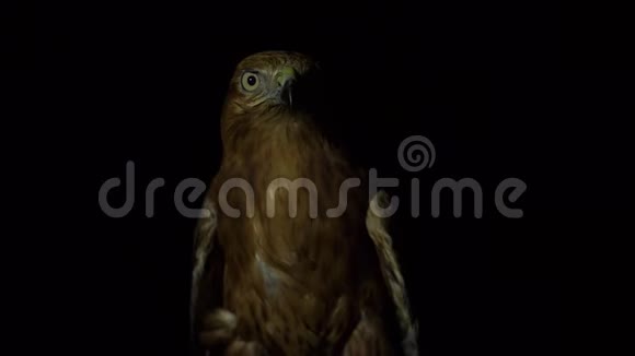 沙漠鹰眼在夜间聚焦目标视频的预览图