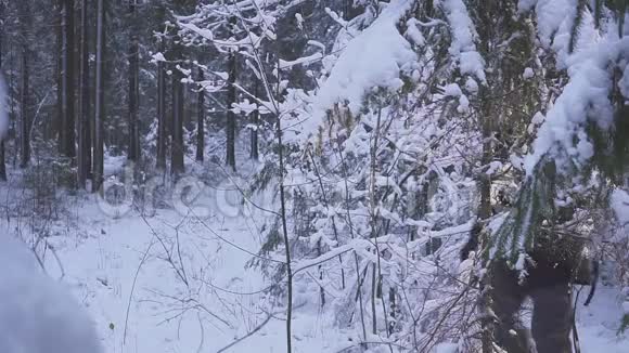 男子走雪冬季森林旅行者与背包冬天晴朗的早晨视频的预览图