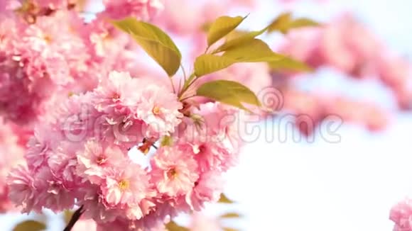 美丽的樱花花视频的预览图