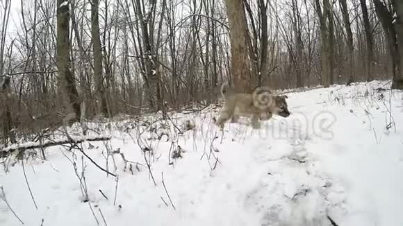 慢动作小狗跑到镜头前冬季森林视频的预览图