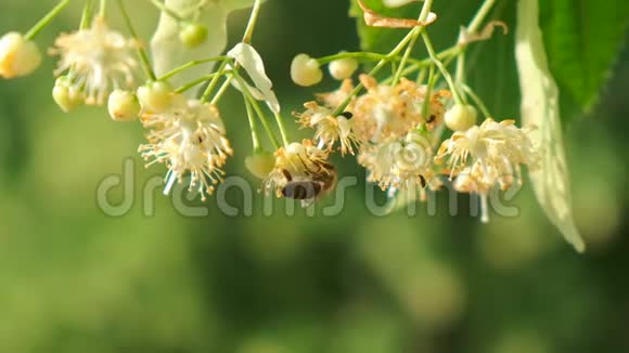 蜜蜂蜜蜂蜂花授粉开花关闭视频的预览图