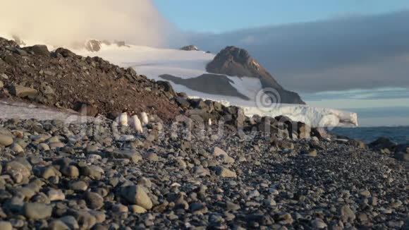 企鹅在日落时沿着山坡走在鹅卵石上安德列夫视频的预览图