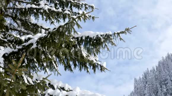 从松树枝上飘落的雪视频的预览图