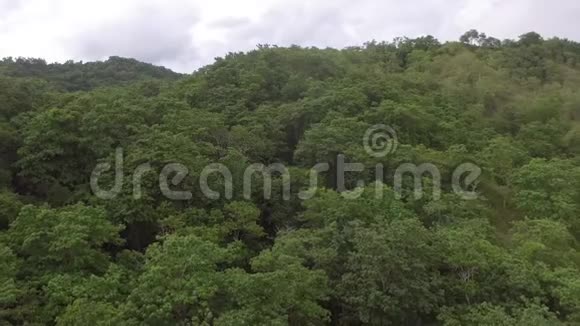 山顶上长满了天然生长的树木视频的预览图