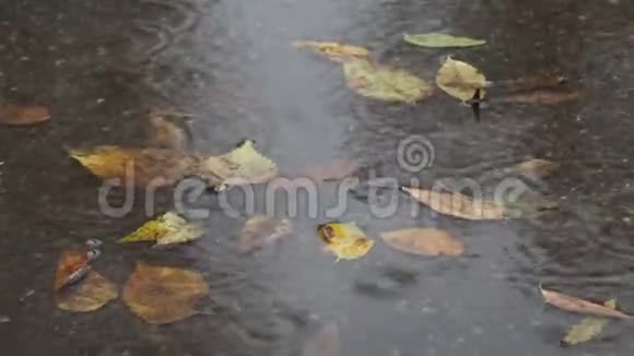 秋雨中的雨圈和黄叶视频的预览图