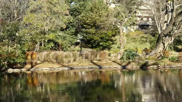 位于东京阿萨布的阿苏加瓦诺米亚纪念公园的池塘视频的预览图