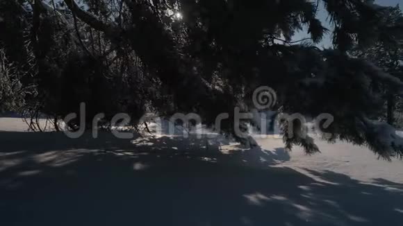 冬林空中摄影白雪覆盖的松树的俯视图大雪中高大的树木视频的预览图