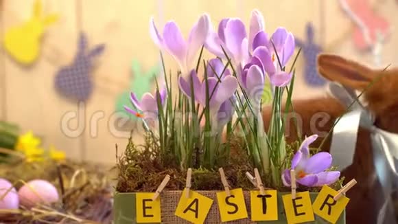 绒兔复活节庆祝传统象征概念附近花盆视频的预览图