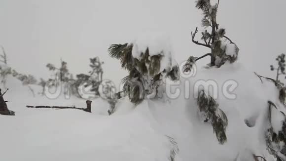 暴风雪过后下大雪视频的预览图