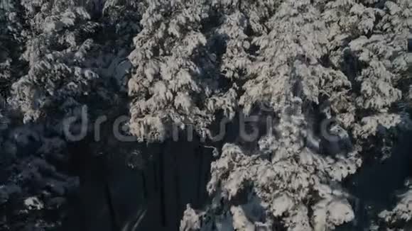 冬林空中摄影白雪覆盖的松树的俯视图大雪中高大的树木视频的预览图