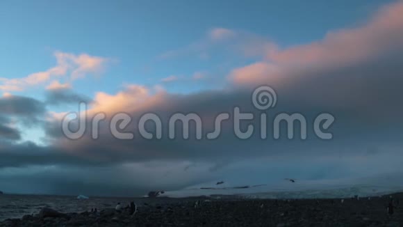 暮色降临在海洋海岸上的企鹅身上安德列夫视频的预览图