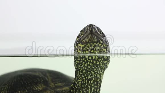 海龟在水中呼吸视频的预览图