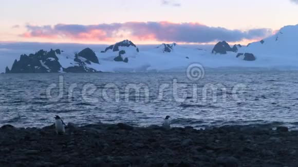 企鹅在黄昏时站在石头上安德列夫视频的预览图