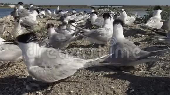 沙岛上的燕鸥群喂鸟的声音和叫声视频的预览图
