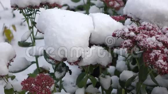 粉红色的花和雪3视频的预览图
