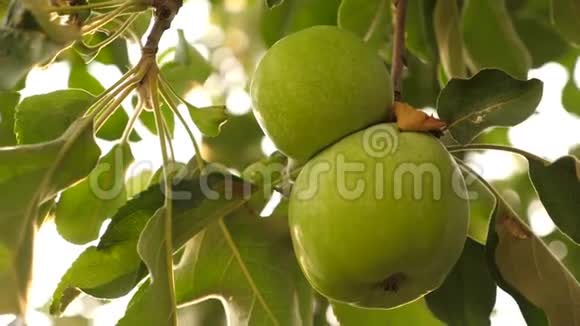 苹果在树上绿苹果在树上特写镜头美丽的苹果在阳光下成熟在树枝上视频的预览图
