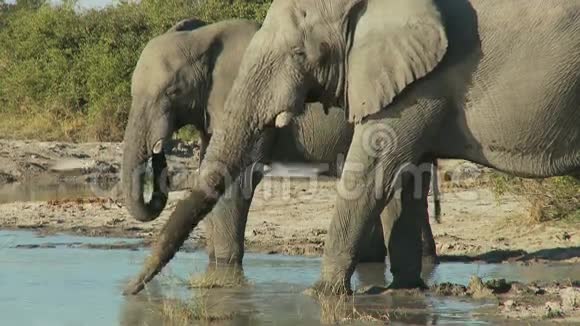大象喝水视频的预览图