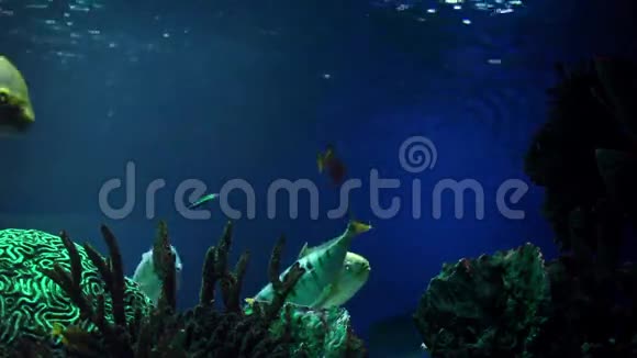 蓝水中的猫鲨视频的预览图
