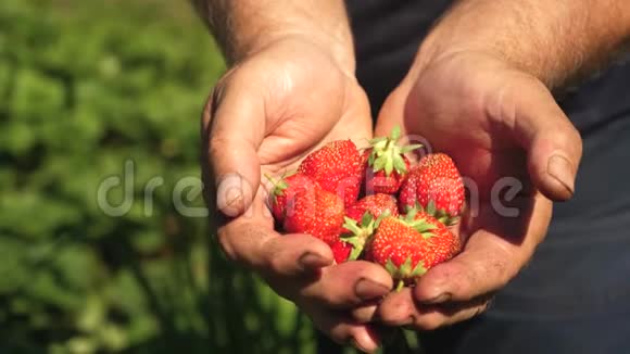 雄手中露出红色草莓农夫收集成熟的浆果园艺手掌显示了美味的草莓视频的预览图