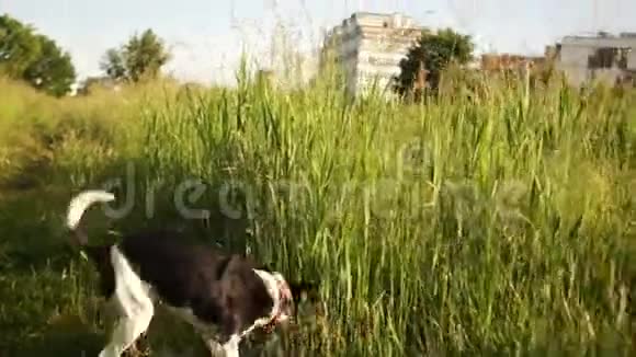 一只黑白相间的狗带着一个中等大小的红领沿着草地上的小路跑嗅到灌木丛家养宠物视频的预览图