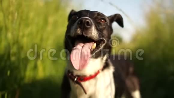 黑白狗的特写肖像这只动物戴着一个红领她累了呼吸急促视频的预览图