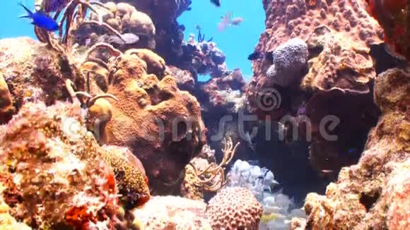 珊瑚礁里五颜六色的鱼视频的预览图