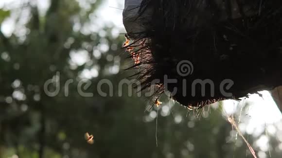 热带雨林中的蜂巢4K蜜蜂绕着慢动作飞行视频的预览图