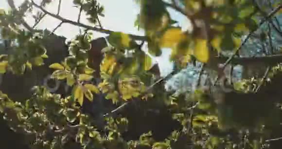 公园里一棵榆树的树枝白天的太阳穿过春天的树叶汽车在背景中经过视频的预览图