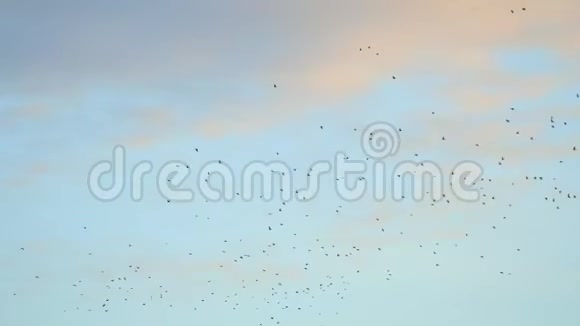 在多云的天空中飞翔的鸟儿视频的预览图