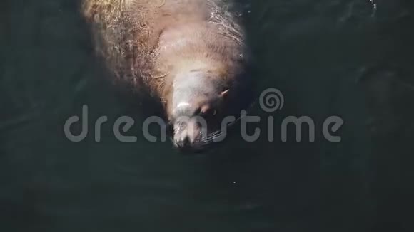 巨大的海狮在堪察加地区冰冷的海水中游动视频的预览图
