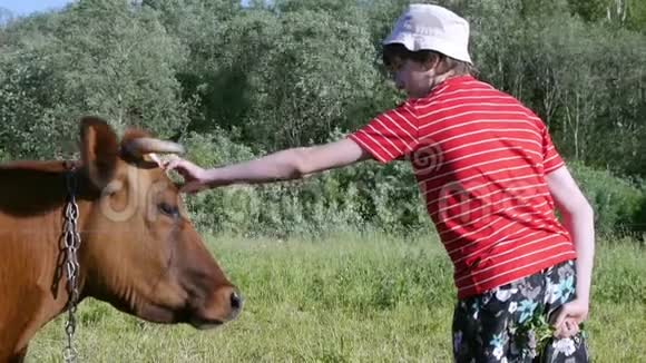 牧场上的少年用手抚摸奶牛视频的预览图