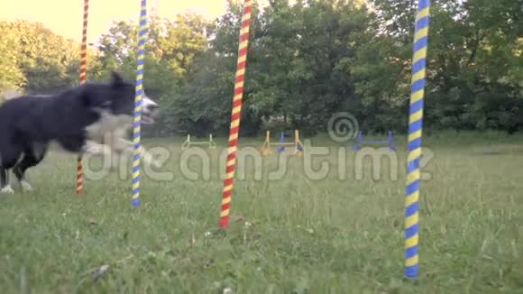 一只聪明的狗在绿色草坪上的五颜六色的柱子之间奔跑这只狗了回转训犬员训练慢慢视频的预览图