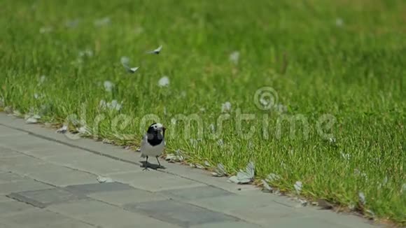 小灰鸟在砖地上散步和吃饭视频的预览图