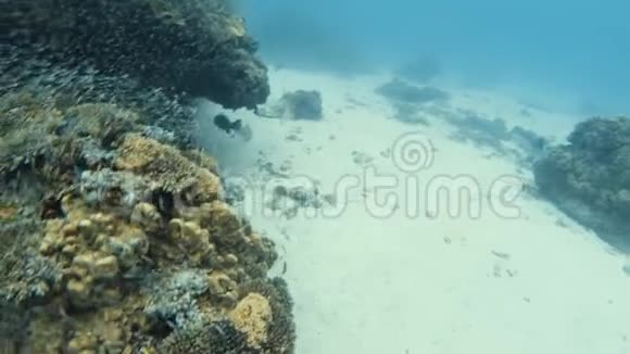 一群鱼在珊瑚礁上成群结队视频的预览图