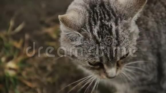 毛茸茸的猫喵喵叫享受着人类的善良女人抚摸流浪动物视频的预览图
