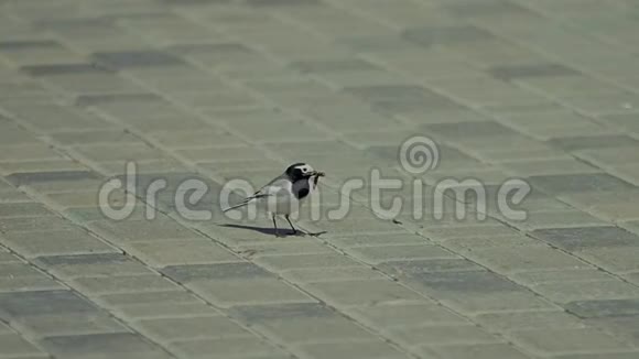 小灰鸟在砖地上散步和吃饭视频的预览图