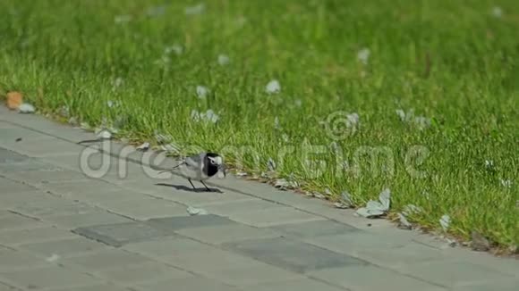 小灰鸟在砖地上散步和吃饭视频的预览图