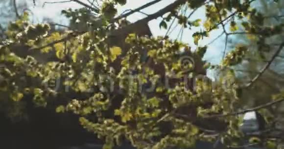 公园里一棵榆树的分枝模糊白天的阳光穿过春天的树叶和背景中的旧建筑视频的预览图